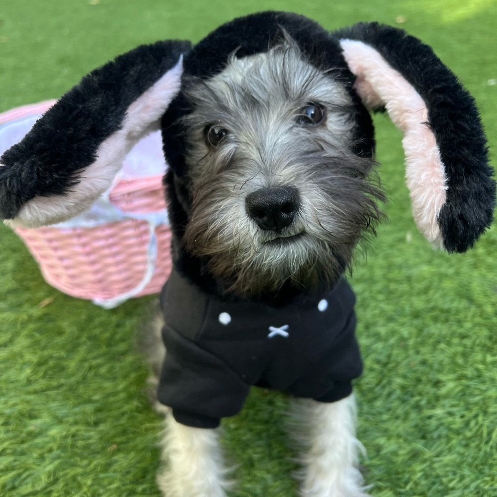 Black hoodie for small dogs : hoodie with bunny ears